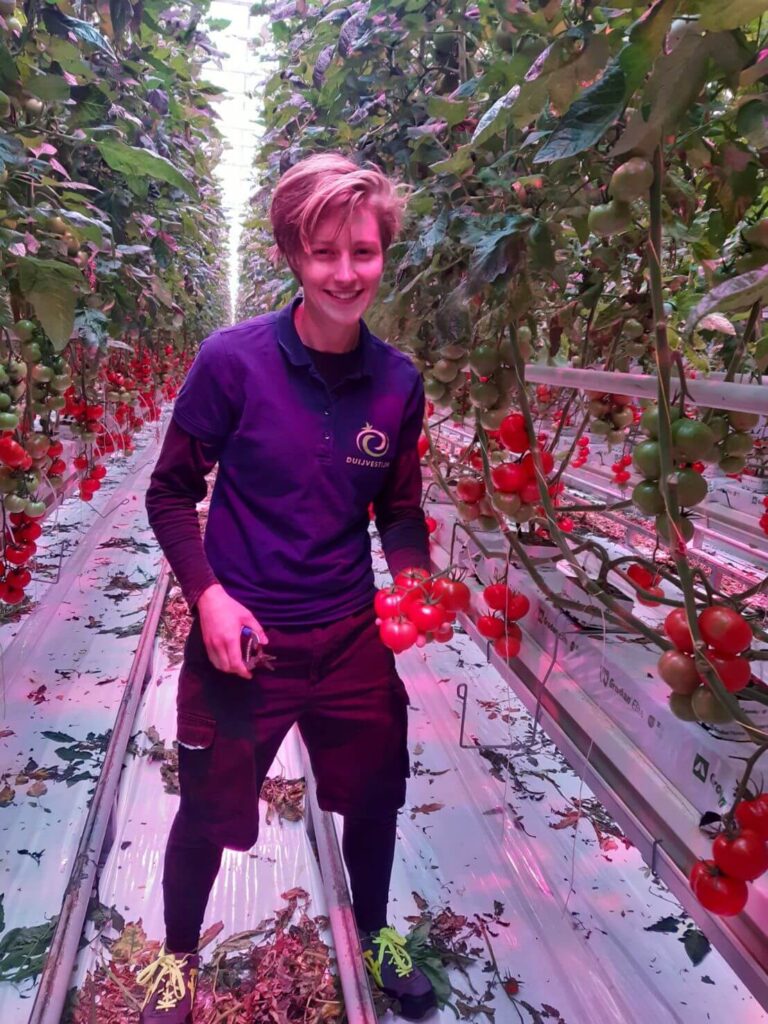 Tomatenkwekerij Duijvestijn